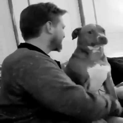 O meu cachorro rola o meu fica de pé e o meu da tapa