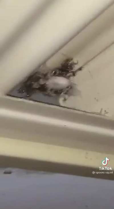 What is this spider?