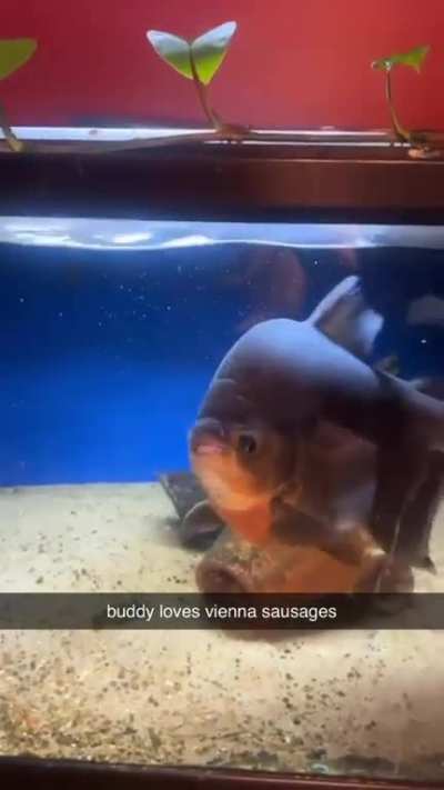 Glizzy Gobbler