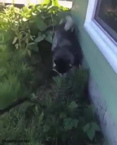 To bathe a husky