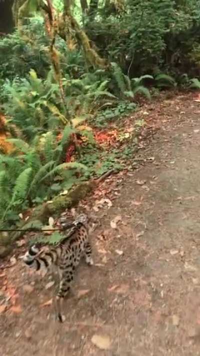 Kira in the redwoods. This is my F1 kitten, at the time, walking thru the Cali redwood Forrest. She is better on a leash than any dog I’ve had ! The girl is awesome!