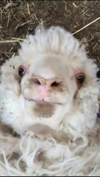 Shëęp