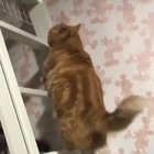 meow irl