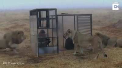 Up close with some Lions