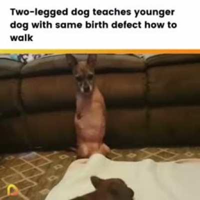 animalteachers