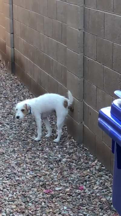 Anyone else’s dog poop on walls?