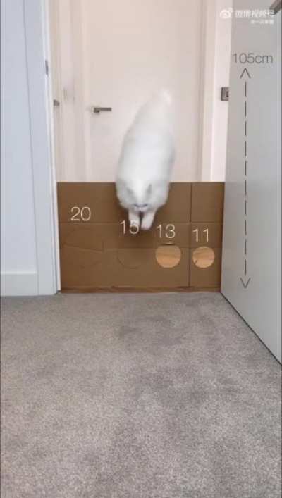 Just found this cat challenge video! So cute !!!