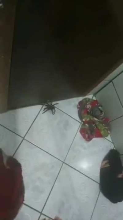 Aranha troll