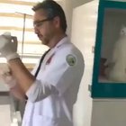 A cat is observing the veterinarian as he prepares the needle to inject it with.