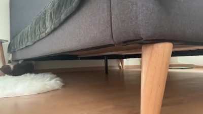 Spider-cat Spider-cat !!!!!