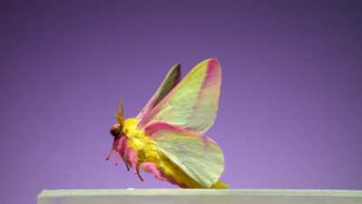 🔥Most beautiful moth flying away