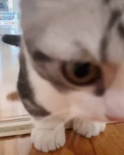 Bouncing cat 💞