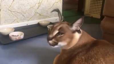 hi