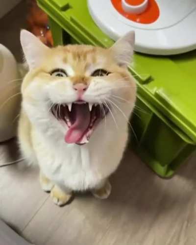 Yawning mid chirping. Chyawping?
