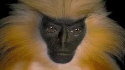 Very rare and highly secretive, not much is known about the endangered Gee’s golden langur. Unlike other species of langurs that appear unafraid of humans, researchers have said that this monkey works hard to avoid human interactions, making them extremel