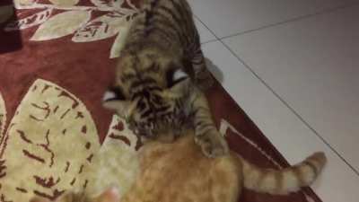 o gato pequeno tipo 