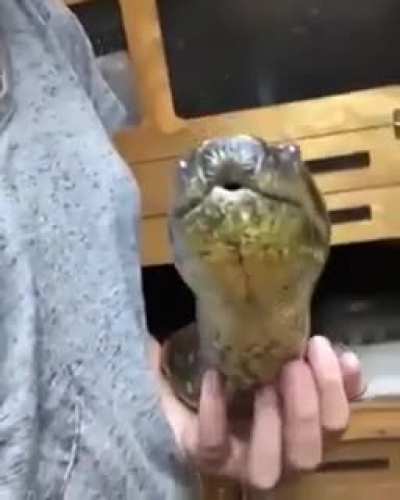 Anaconda getting love