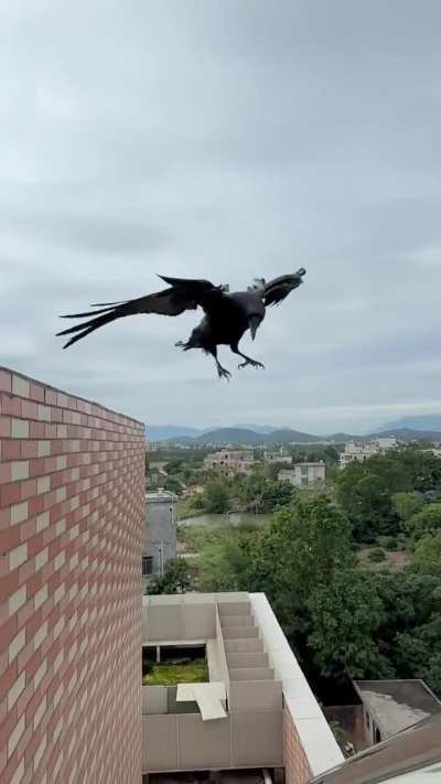 Crow wind surfing
