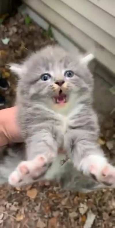 That's the scariest roar I've ever heard