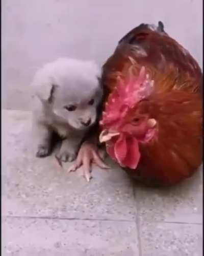 Dis mine, now!
