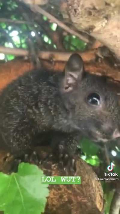 TIL Squirrels can meow