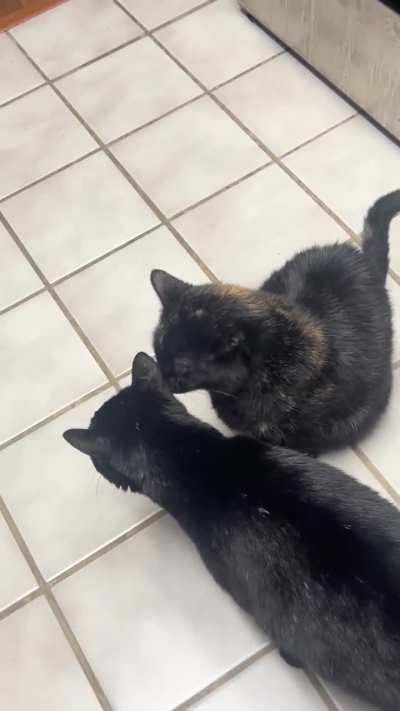 The simultaneous pissed off look they gave me when I said no more treats…