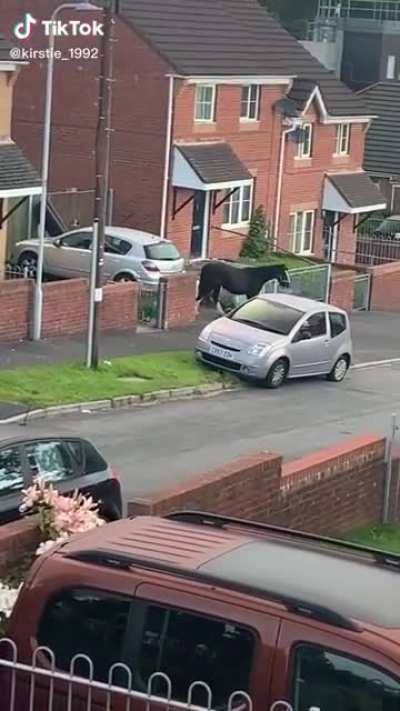 Horse in the House