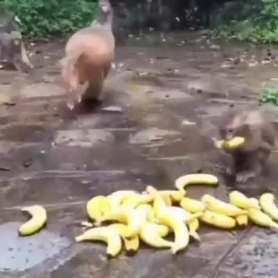 monke