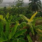 Island rain.