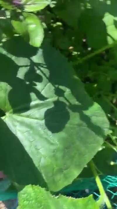 cuke