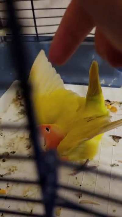 A very horny bird