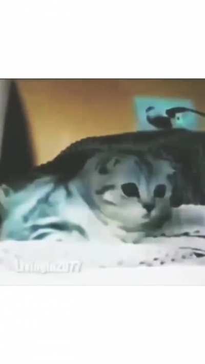 Poor Pussy