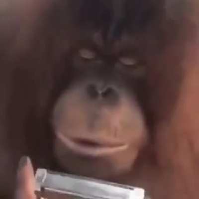 Monke be saucin