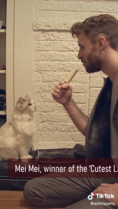 I’m addicted to this breaking news cat video, I watch it multiple times per day. Happy National Cat Day!