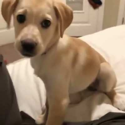 CHAD doggo