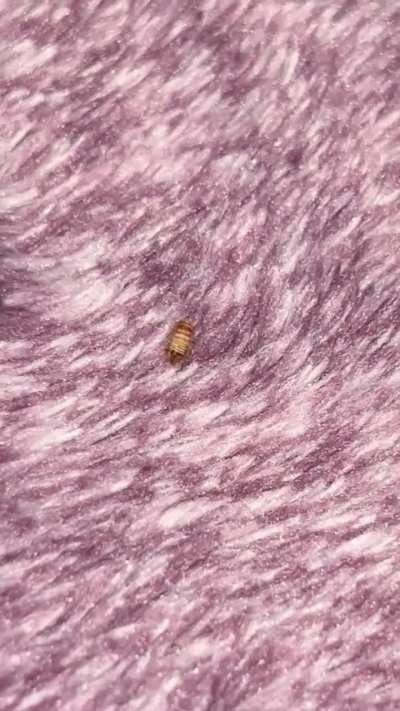 What bug is this?