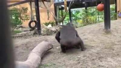 Safe to say, he's never getting down
