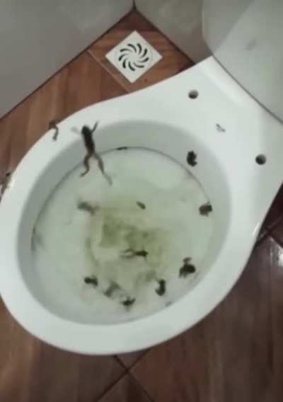 Blursed_toilet