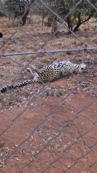 An extremely cosy leopard