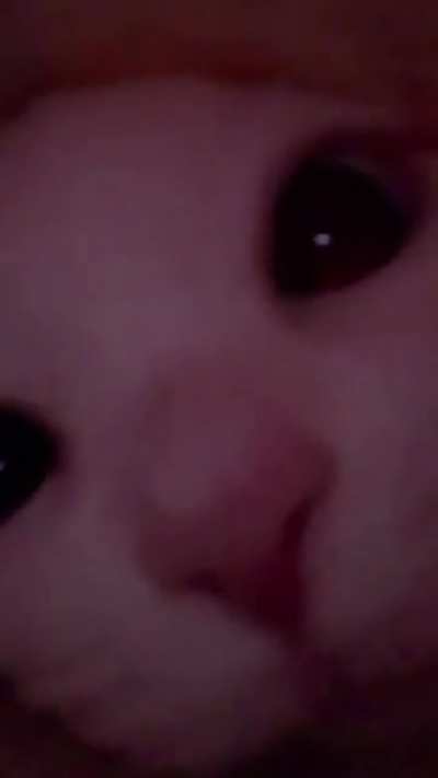 eggen