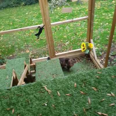 Autumn Catio
