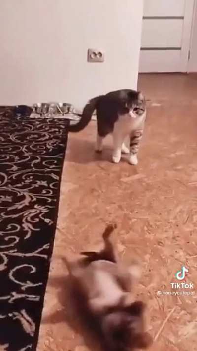 “I didn’t even do touch him!” 😾