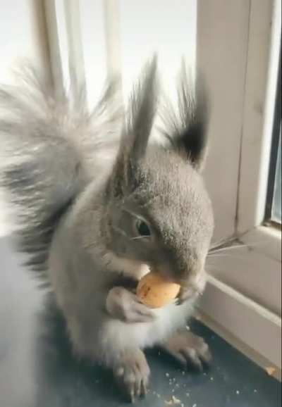 This little guy always bring dried seed to trade for some nuts
