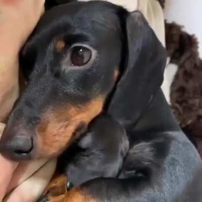 Mom and baby dachshund