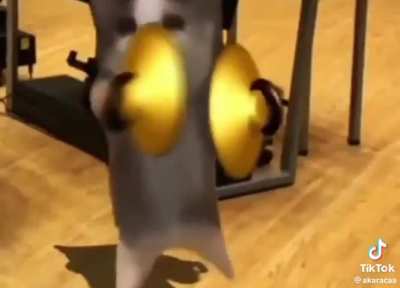 Gatito musical 