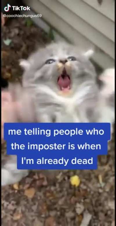 This angy lil floof had something to say