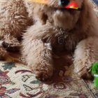 Pup is too young to remember snap bracelets