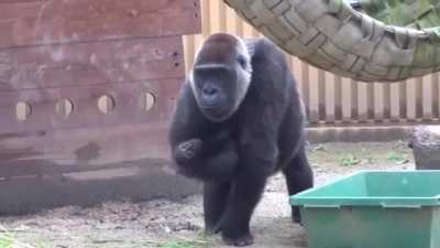 This Gorilla mom is dealing with her eldest son's jealousy of the baby, and she is DONE with his shit