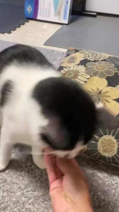 My kitty has a neurological disorder and needs some extra catculations to eat his treat