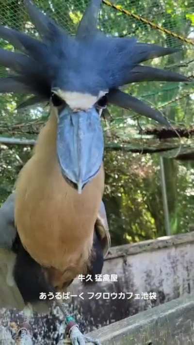The Boat-Billed Heron. Eyes as black as night. Nocturnal. 